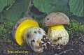 Butyriboletus fechtneri-amf302